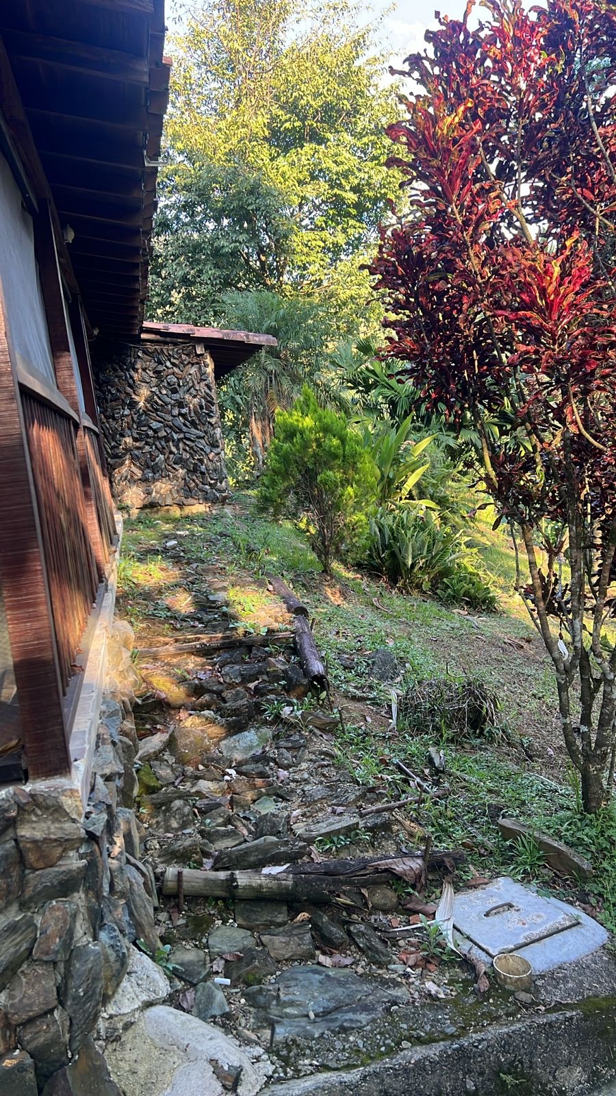 Stone paths through the crotons